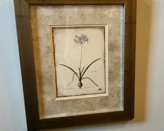 Allium Undulata Botanical Print Framed Wall Art