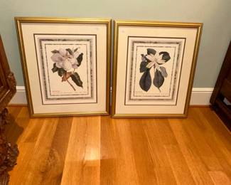 Pair of Magnolia Botanical Prints by Georg Dionysius Ehret