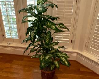 Dieffenbachia Plant in Woven Basket