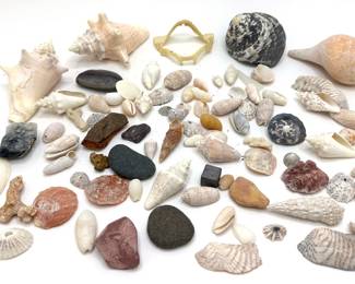 Shark Jaw & Seashells Lot #: 71