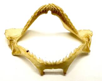 Shark Jaw & Seashells Lot #: 71
