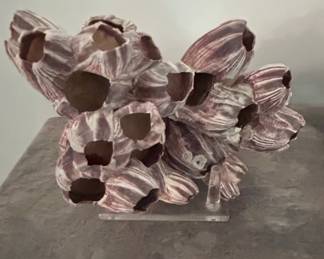Genuine Purple Acorn Barnacle Cluster