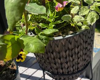 Potted Pansies, Plant Stand