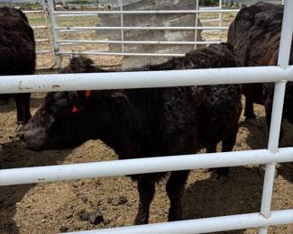 Calves For Sale, Aberdeen