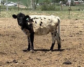 Calves For Sale, This One is 50% British White