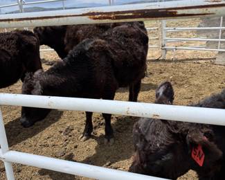 Calves For Sale, Aberdeen
