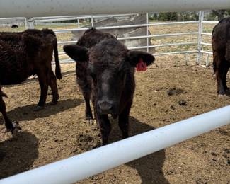 More Calves For Sale, Aberdeen