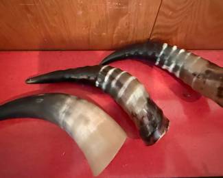Set of Three Polished Cow Horns