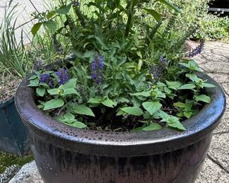 Large Glazed Ceramic Planter Pot with Salvia