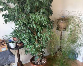 live plants 