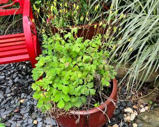 Live Garden Plants