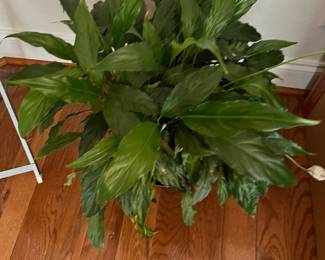 Live Houseplants Assorted Variety