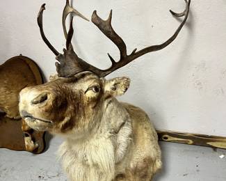 Caribou Mount