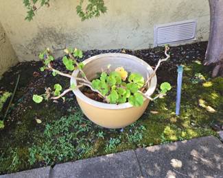 Large Yellow Ceramic Planter