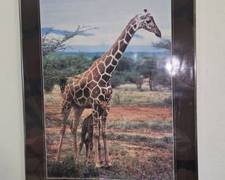 Mother Nature Reticulated Giraffes Framed Print