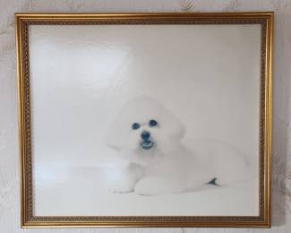 Framed Photograph of a Bichon Frise
