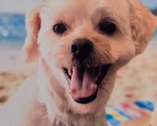 Hi. I am the latest Model, Teddy!