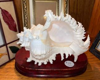 Seashell collection!