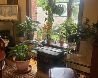 Mature plants, antique trunk, mid-century modern oxblood stackable ottoman