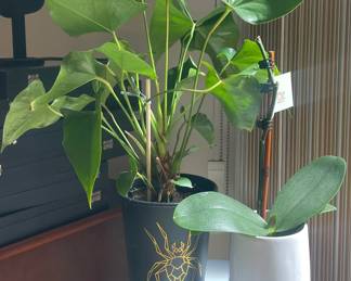Houseplants