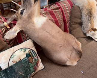 Taxidermy White Tail Deer Head 