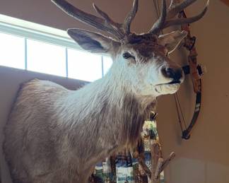 Huge Elk Mount