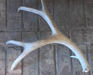 d Deer Antler