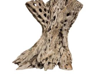 Dried Teddy Bear Cholla Cactus Wood