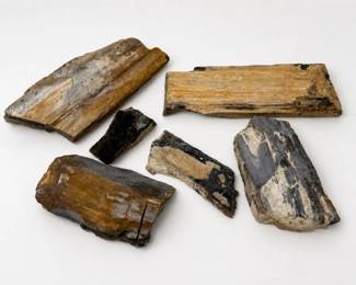 17 FossilizedPetrifiedWoodSpecimenRockCollection