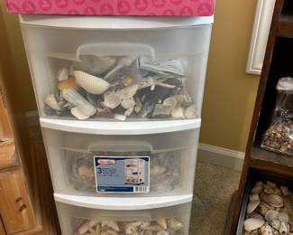 Seashells