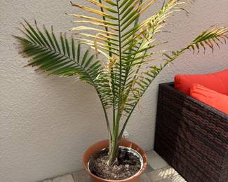 Brown planter with plant