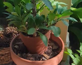 Crown of Thorns Plant Euphorbia milii