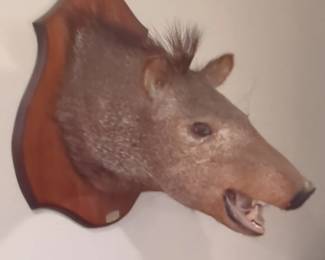 Javelina Head Taxidermy Mount
