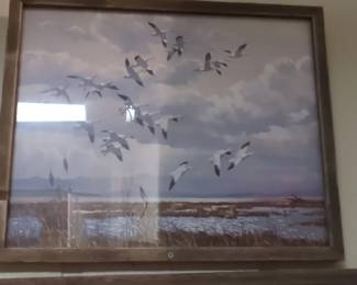 Framed Print Across The Sky Snow Geese by Robert Bateman