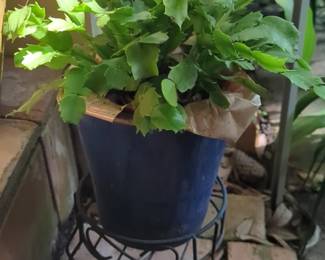 Christmas Cactus
