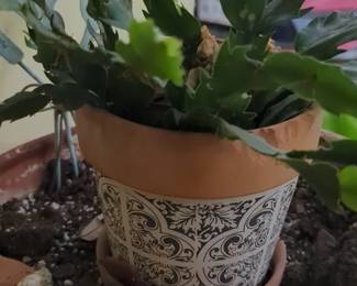 Christmas Cactus in Decorative Pot