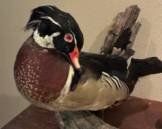 Taxidermy Wood Duck Mount