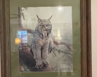 Charles Frac Lynx in Tree Limited Edition Print
