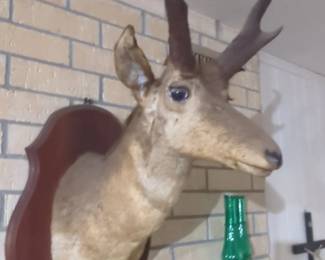Pronghorn Antelope Taxidermy Mount