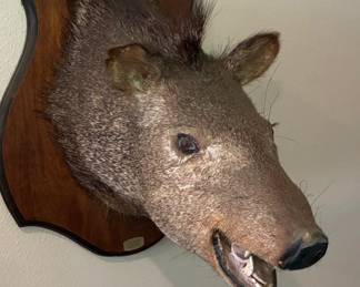 Javelina Shoulder Mount Taxidermy