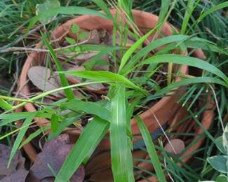 Terracotta Pot with Grass and Variegated Plant