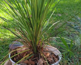 Dracaena trifasciata Laurentii Snake Plant