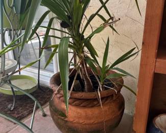 Terracotta Planter with Yucca Cane Plant