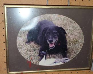 Framed Photograph of a Black Dog with a Duck Decoy