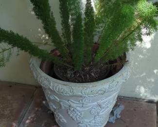 Asparagus Fern in Decorative Pot with Frog Feet