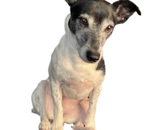 I am DOG