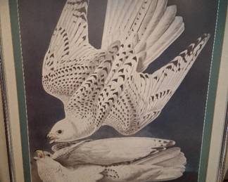 Audubon Framed Print of Jer Falcon has FDIC sticker on back