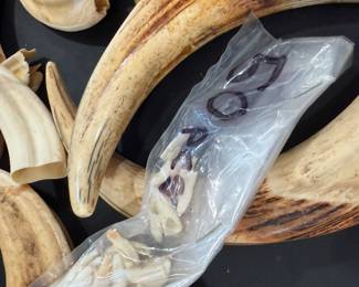 Boar's tusks