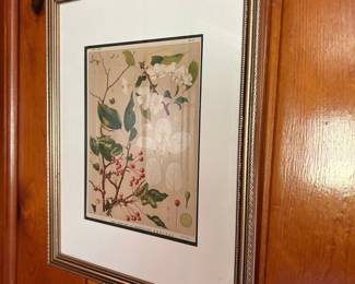 Malus baccata var. mandshurica Botanical Print