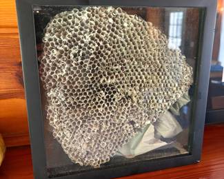 Framed Paper Wasp Nest